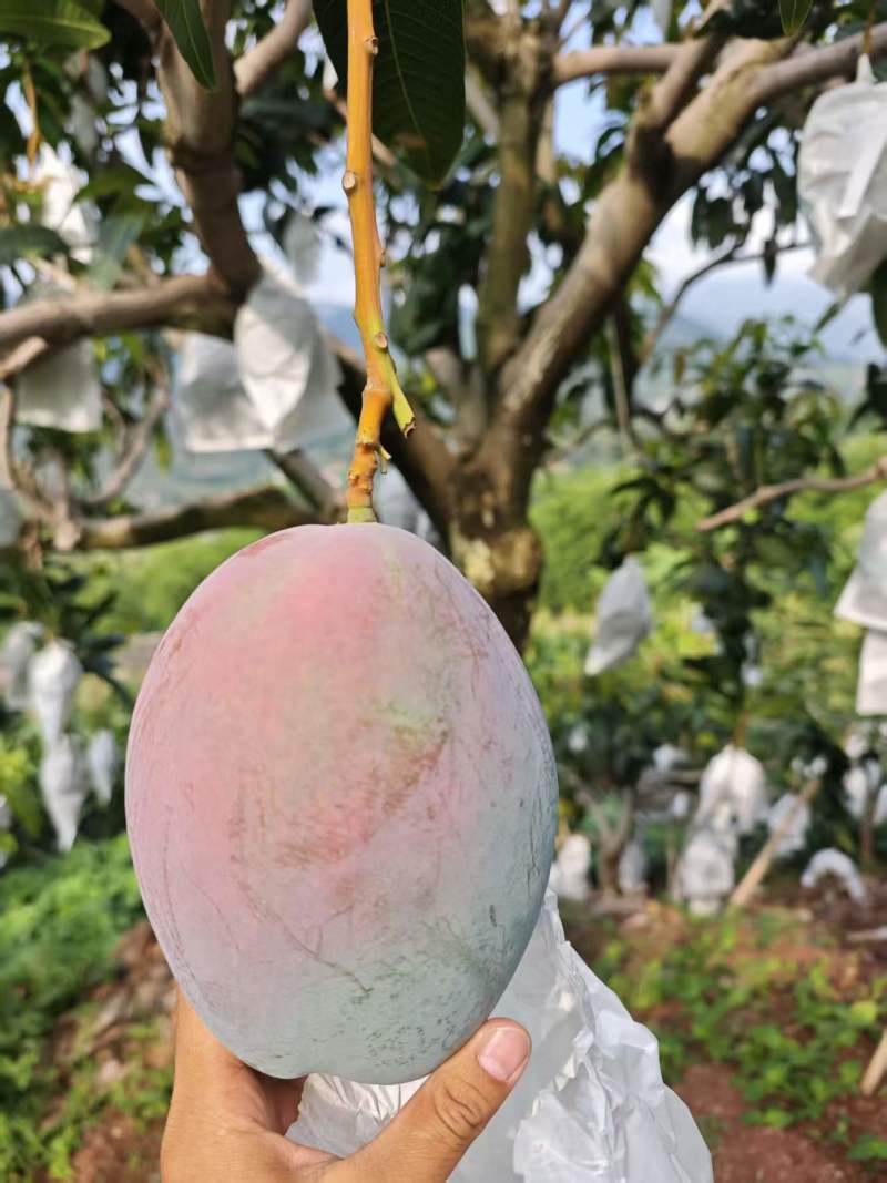 云南高山芒果凯特芒产地直发量大从优香甜多汁