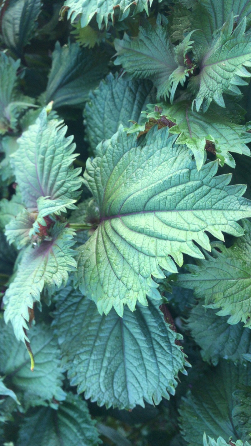 新鲜紫苏中药紫苏干