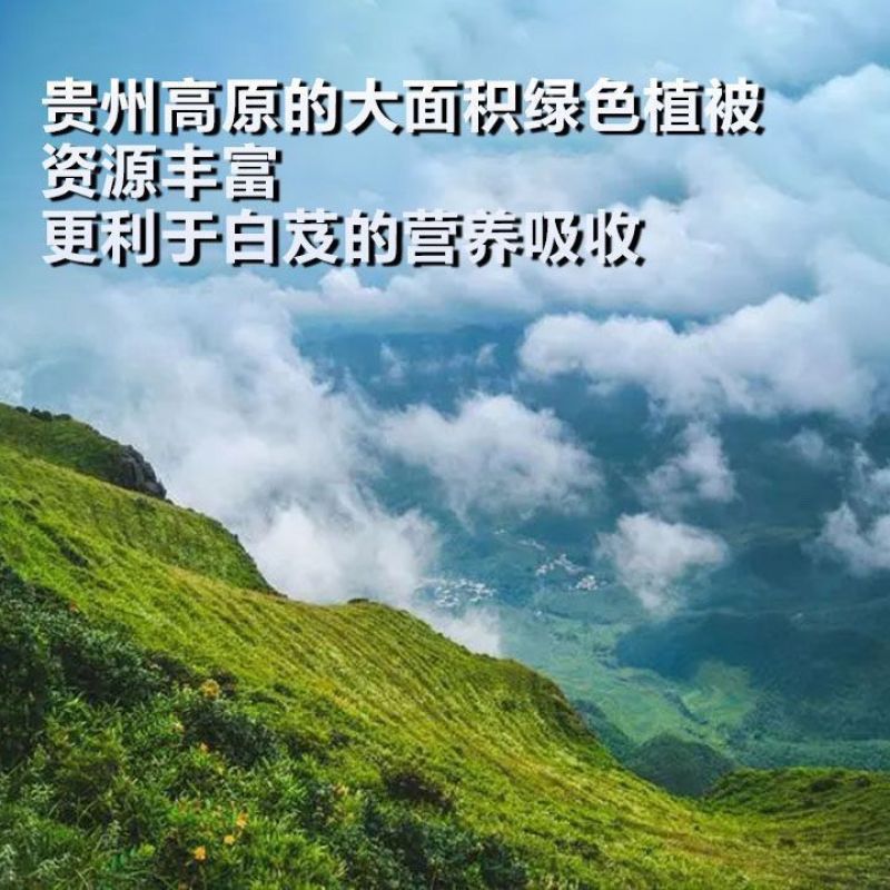 白芨中药材500克正品特级食用无硫无熏正品特级白芨片白及