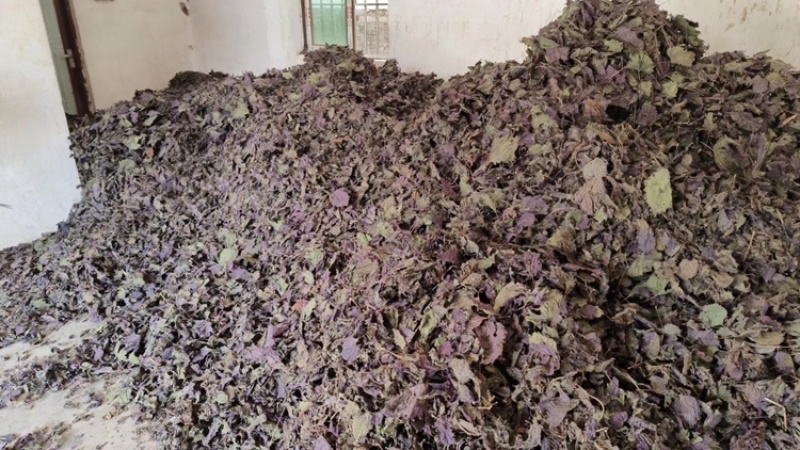 紫苏干货