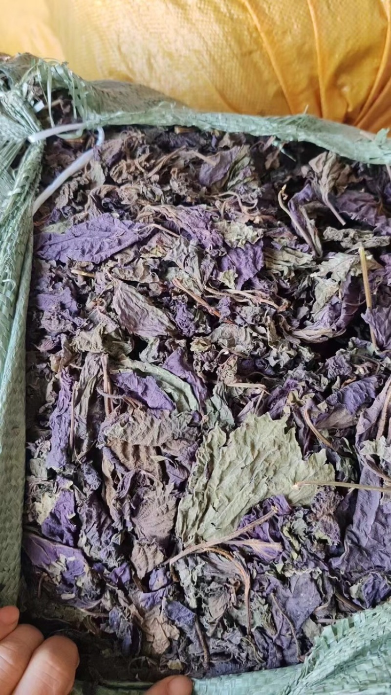 紫苏干货
