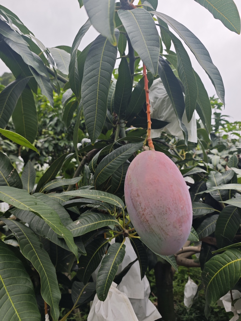 云南高山芒果凯特芒产地直发量大从优香甜多汁
