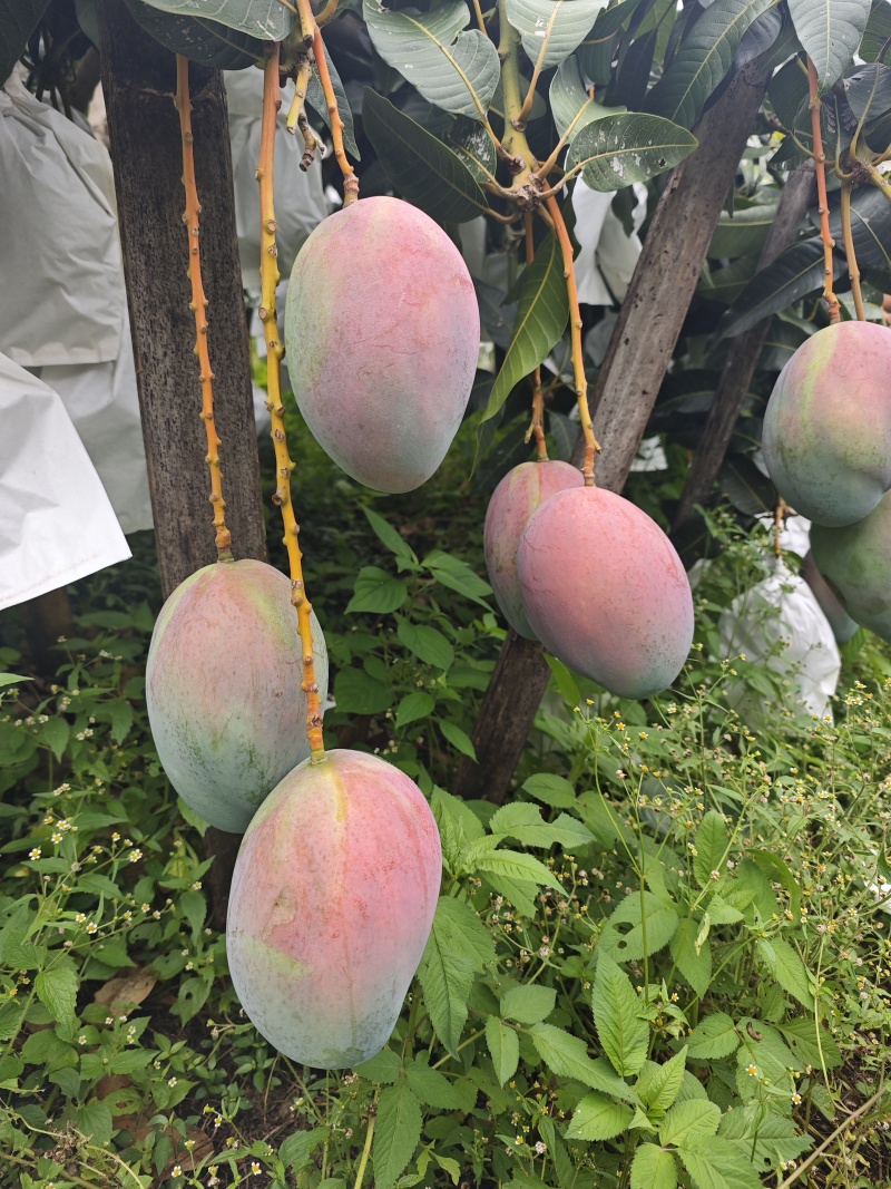 云南高山芒果凯特芒产地直发量大从优香甜多汁