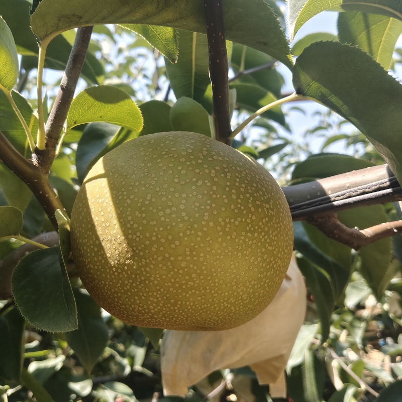 山东莱阳黄皮华山梨大量上市黄皮梨糖度高质量好欢迎对接