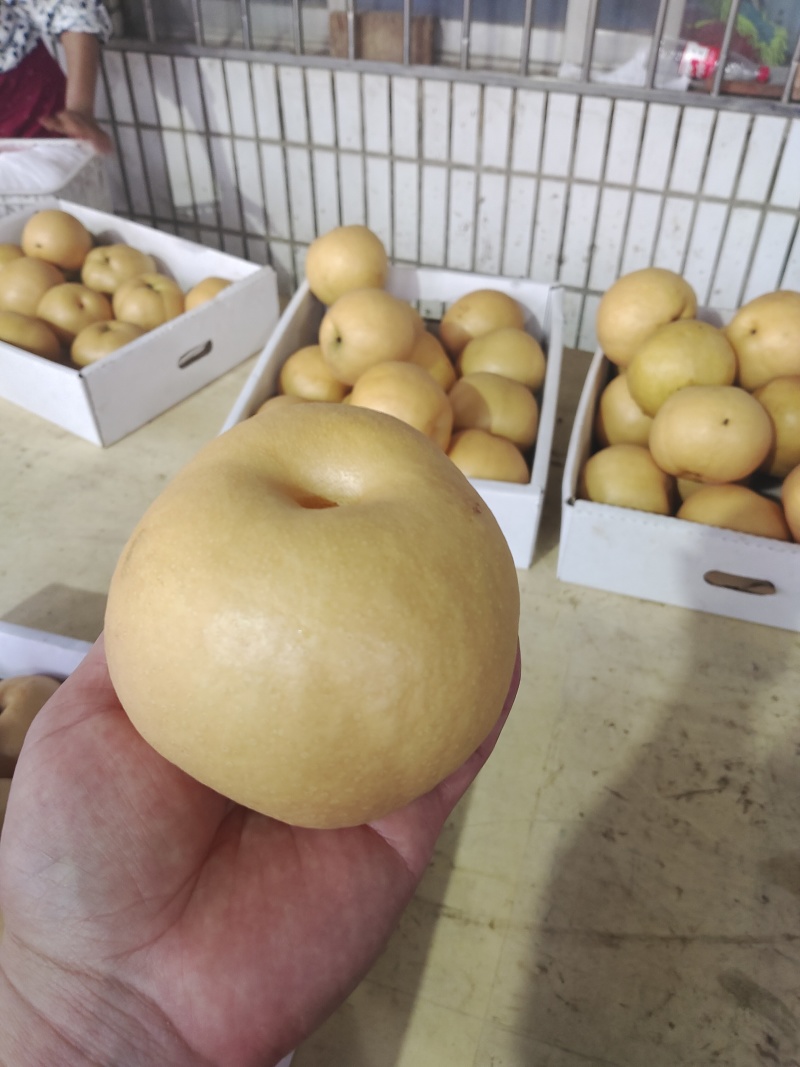 山东莱阳黄皮华山梨大量上市黄皮梨糖度高质量好欢迎对接