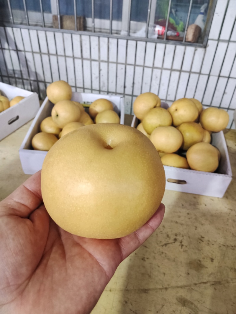 山东莱阳黄皮华山梨大量上市黄皮梨糖度高质量好欢迎对接