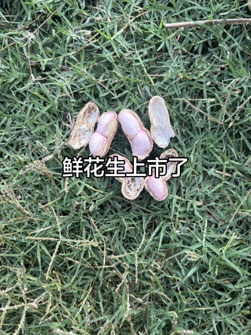2026鲜花生