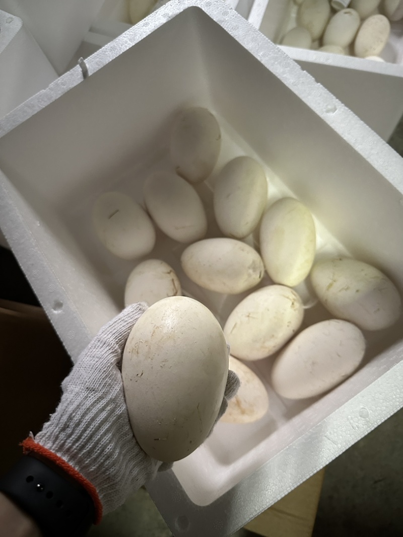批发潮汕狮头鹅蛋新鲜自产自销，可代发，电商大批量供应