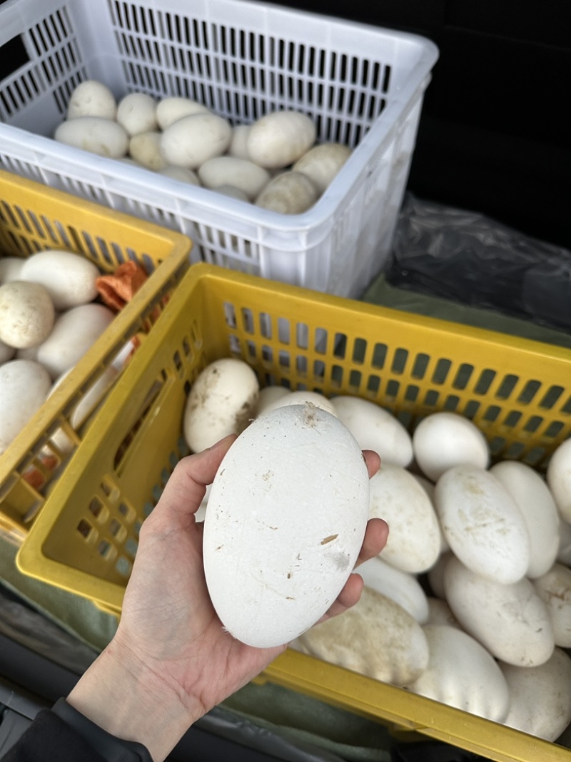 批发潮汕狮头鹅蛋新鲜自产自销，可代发，电商大批量供应