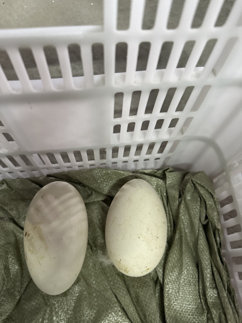 批发潮汕狮头鹅蛋新鲜自产自销，可代发，电商大批量供应