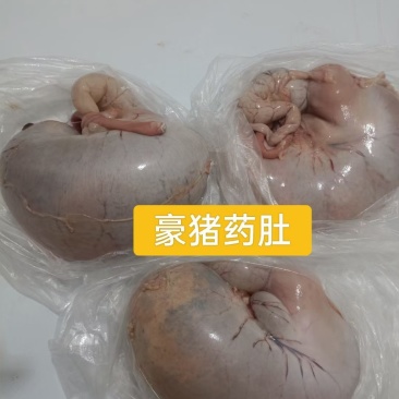 箭猪，种苗，刺