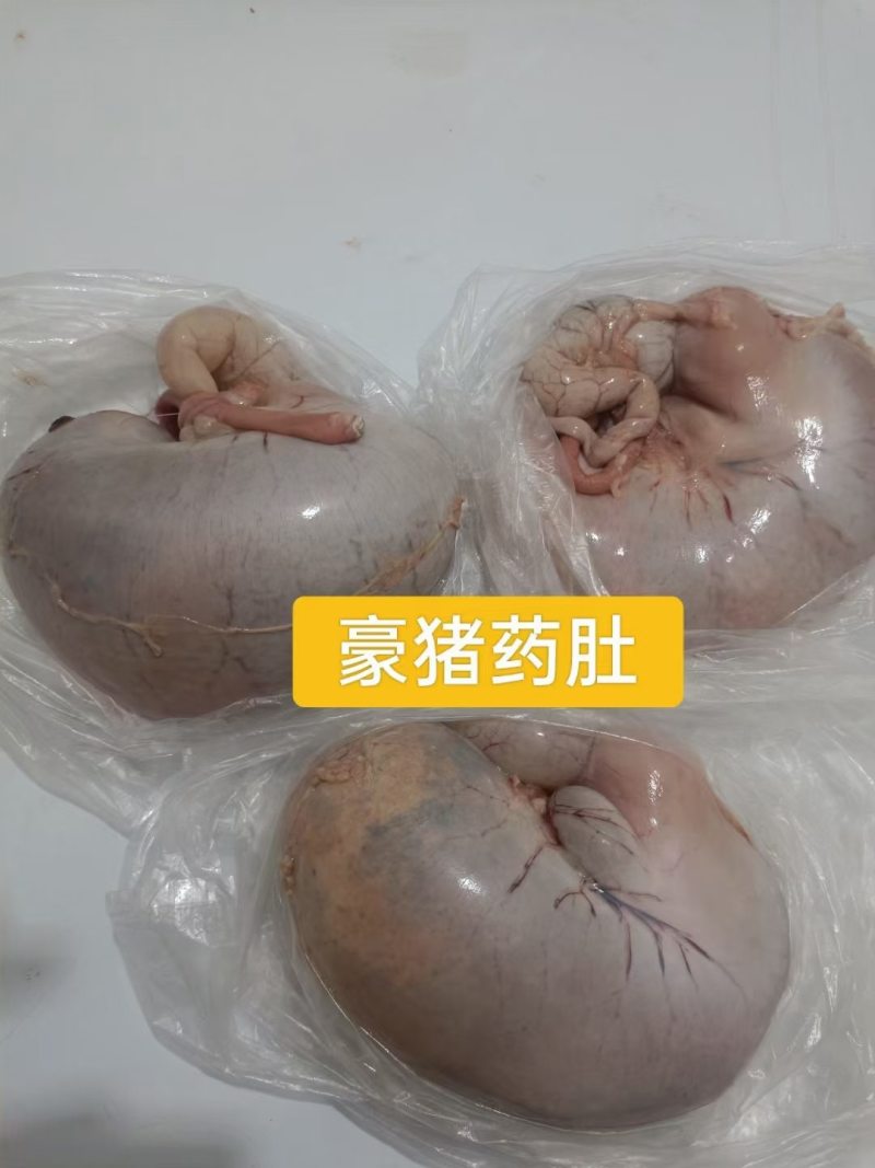 箭猪，种苗，刺