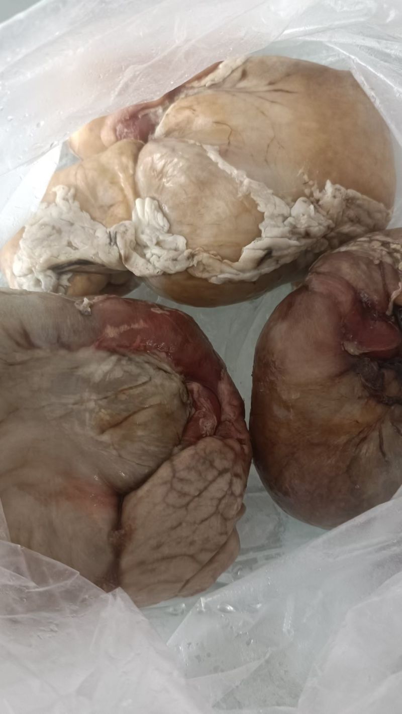 箭猪，种苗，刺