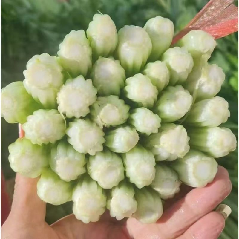 芹生生毛芹种子株型直立气纤维少不空心颜色嫩黄耐低温弱光耐