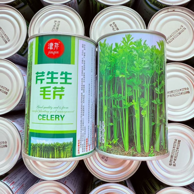 芹生生毛芹种子株型直立气纤维少不空心颜色嫩黄耐低温弱光耐