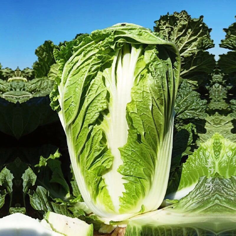 铁金刚白菜结球速度快紧实硬高抗三大病害耐重茬耐贮存