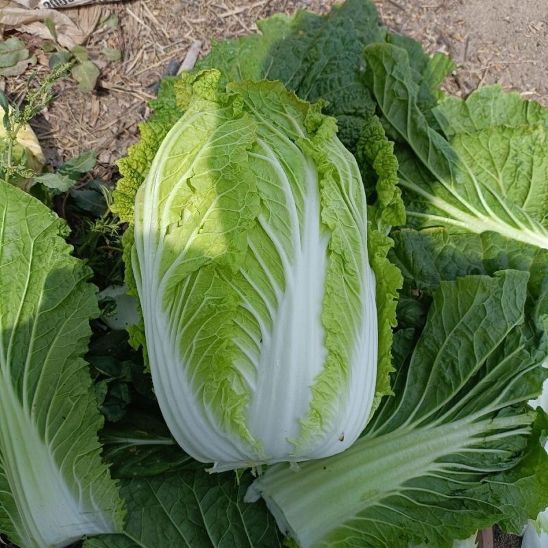 铁金刚白菜结球速度快紧实硬高抗三大病害耐重茬耐贮存