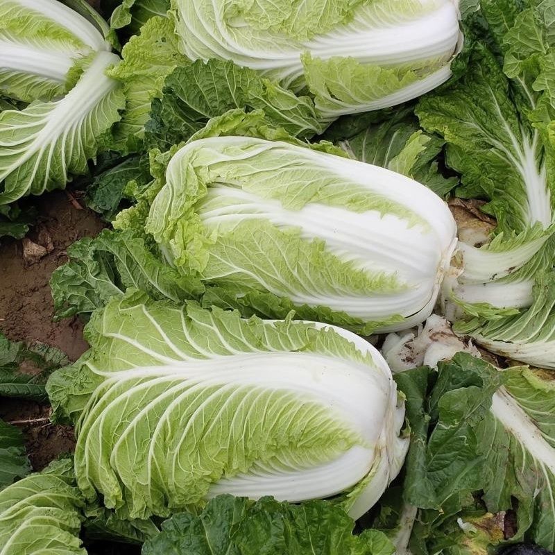 铁金刚白菜结球速度快紧实硬高抗三大病害耐重茬耐贮存