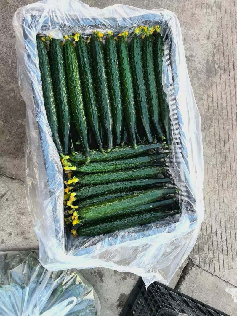 云南精品水果黄瓜新鲜采摘直发
