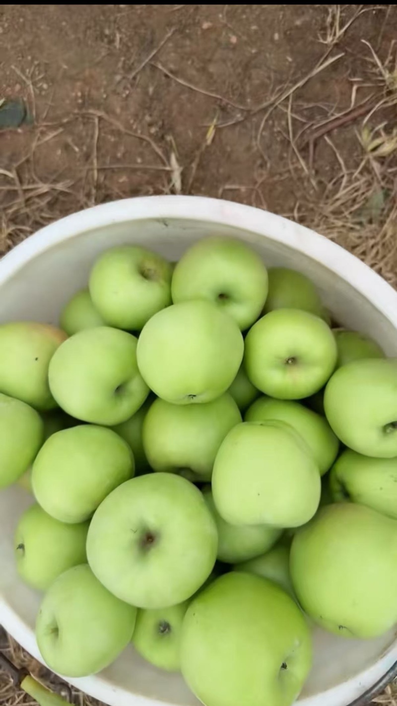 青苹果