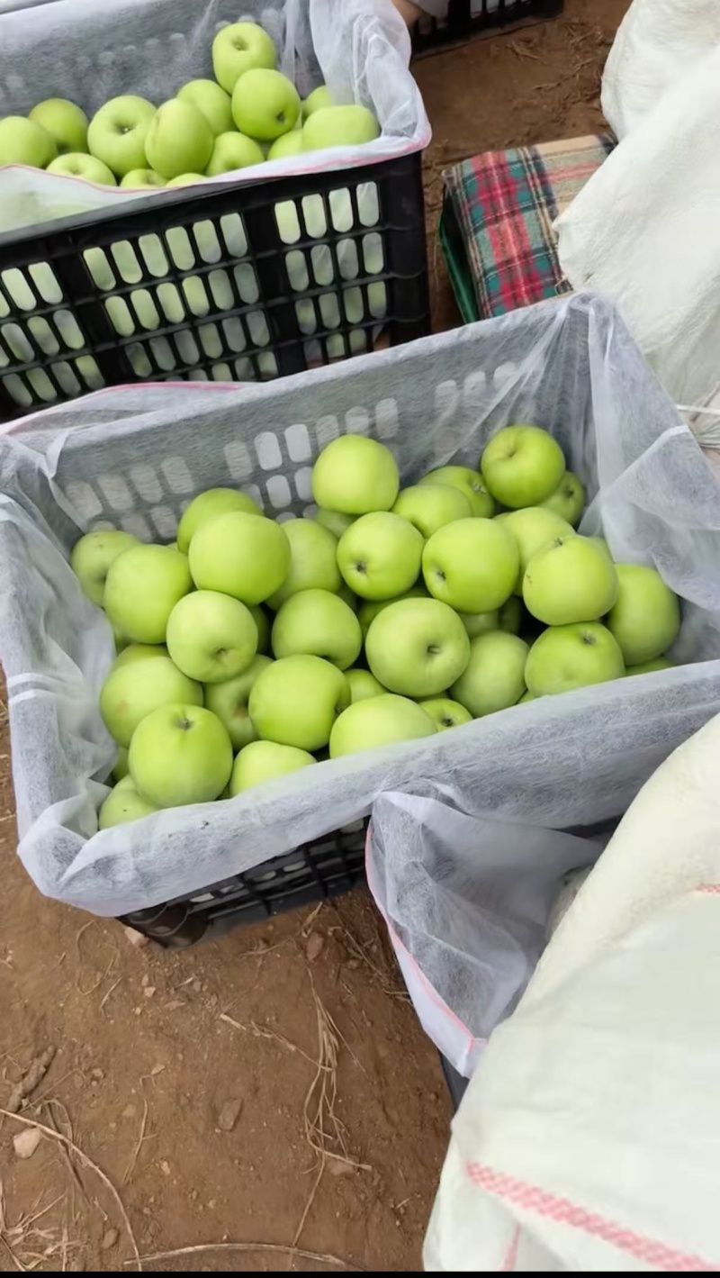 青苹果