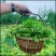 新鲜野菜马齿苋