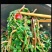 新鲜野菜马齿苋