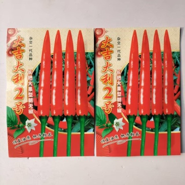 大吉大利长把大果朝天椒种子杂交一代精品朝天椒种子高产抗病