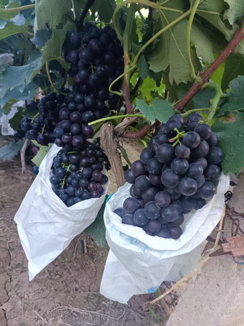 出售夏黑葡萄