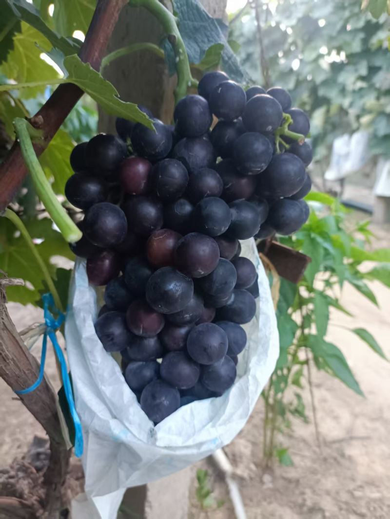 出售夏黑葡萄