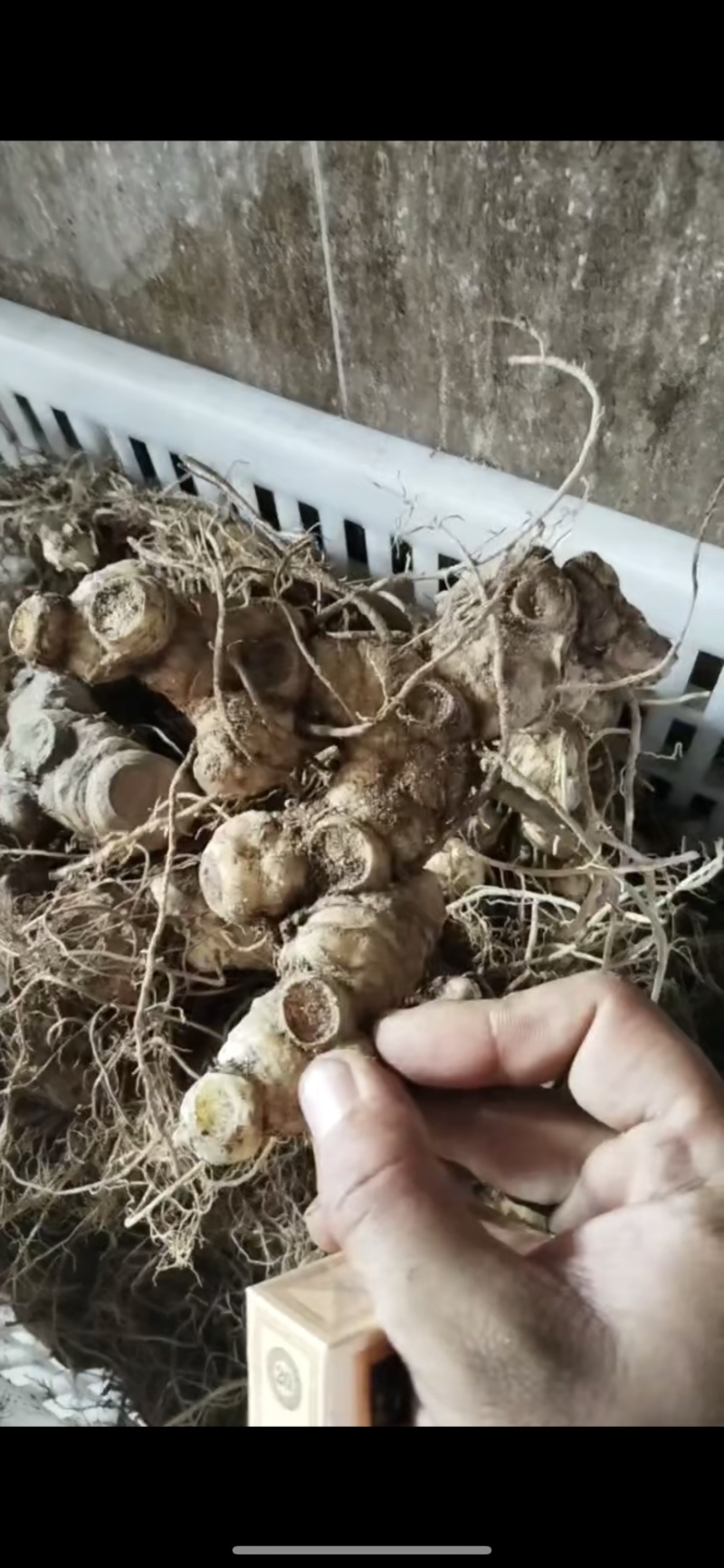 黄精