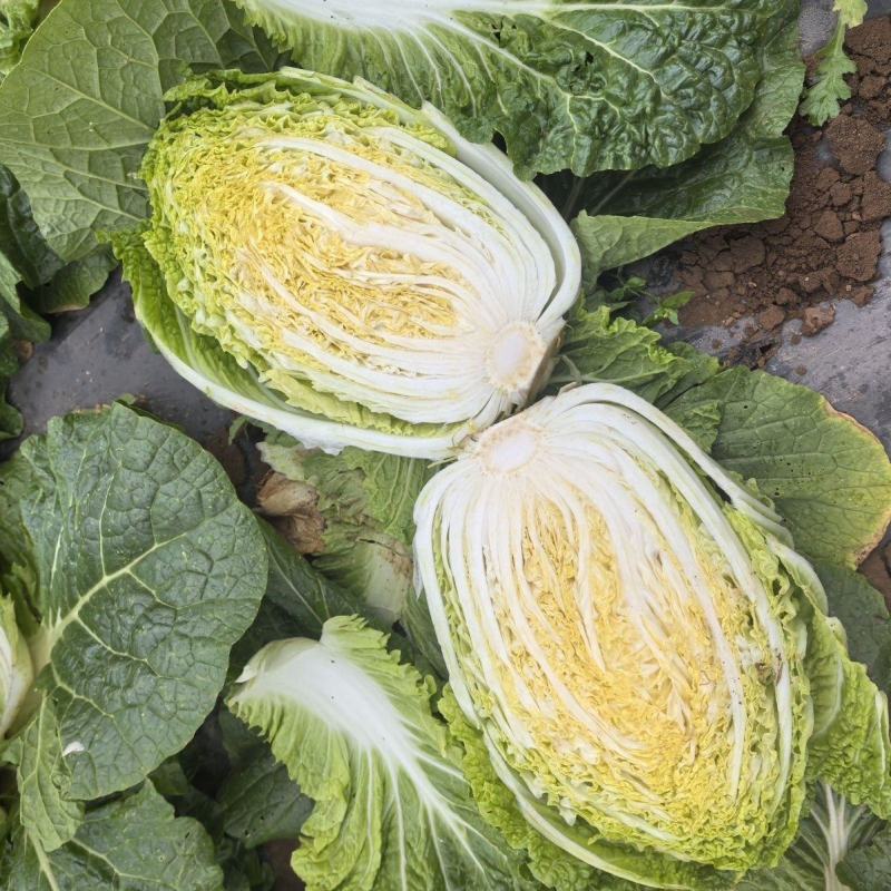夏逢春大白菜种子中晚熟直筒型抗根肿病耐抽苔适应性广中棵型