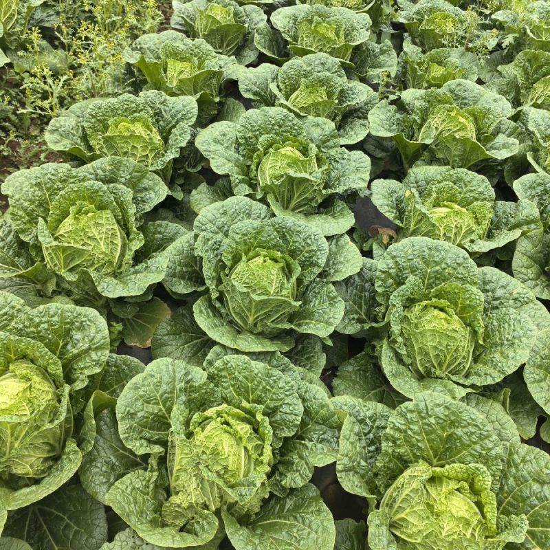 夏逢春大白菜种子中晚熟直筒型抗根肿病耐抽苔适应性广中棵型