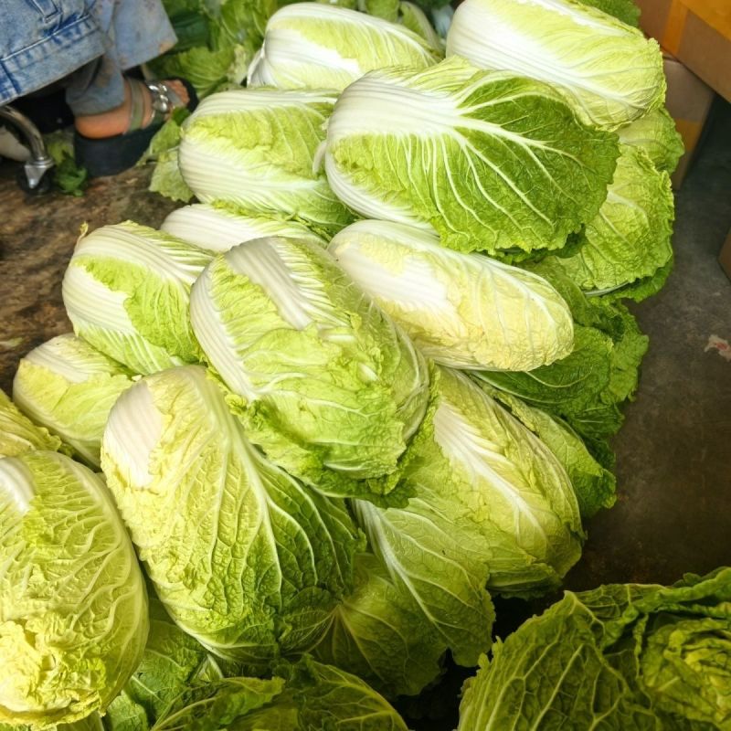 夏逢春大白菜种子中晚熟直筒型抗根肿病耐抽苔适应性广中棵型
