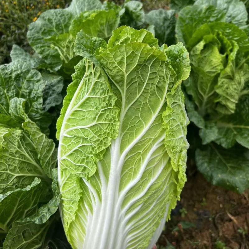 夏逢春大白菜种子中晚熟直筒型抗根肿病耐抽苔适应性广中棵型