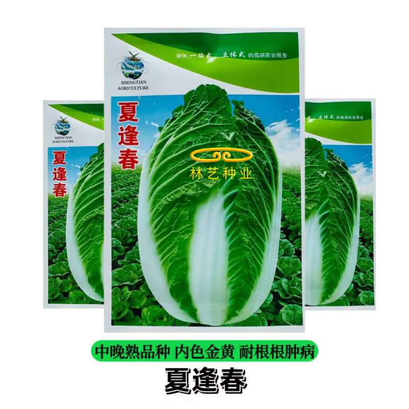 夏逢春大白菜种子中晚熟直筒型抗根肿病耐抽苔适应性广中棵型
