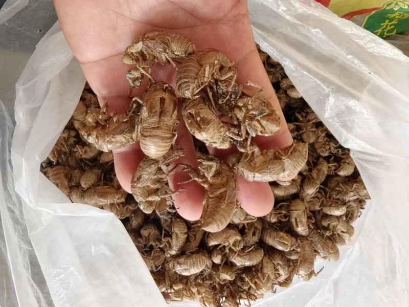 蝉蜕，知了壳，大壳3.5厘米
