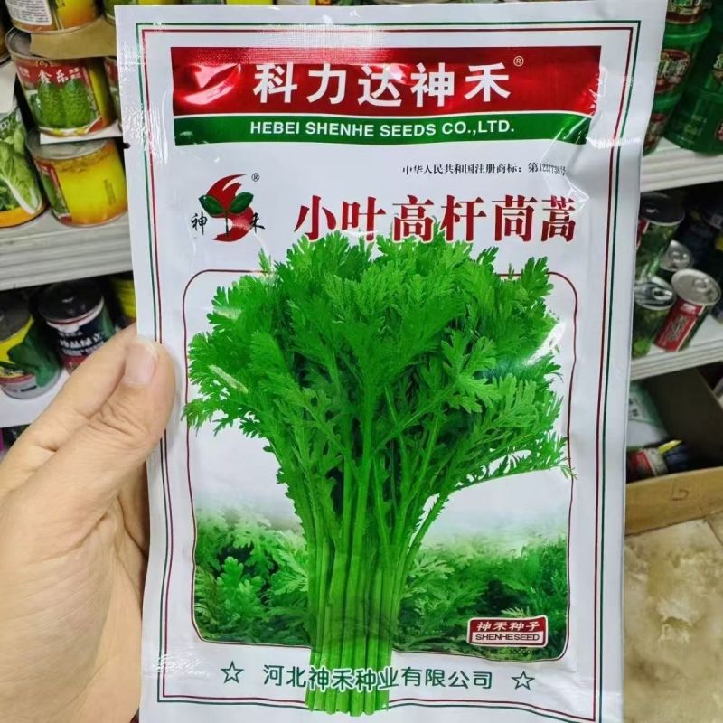 高杆茼蒿种子四季盆栽大田基地蔬菜皇帝菜青菜小叶茼蒿蔬菜种