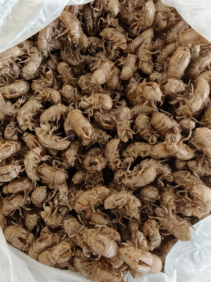蝉蜕，知了壳，大壳3.5厘米