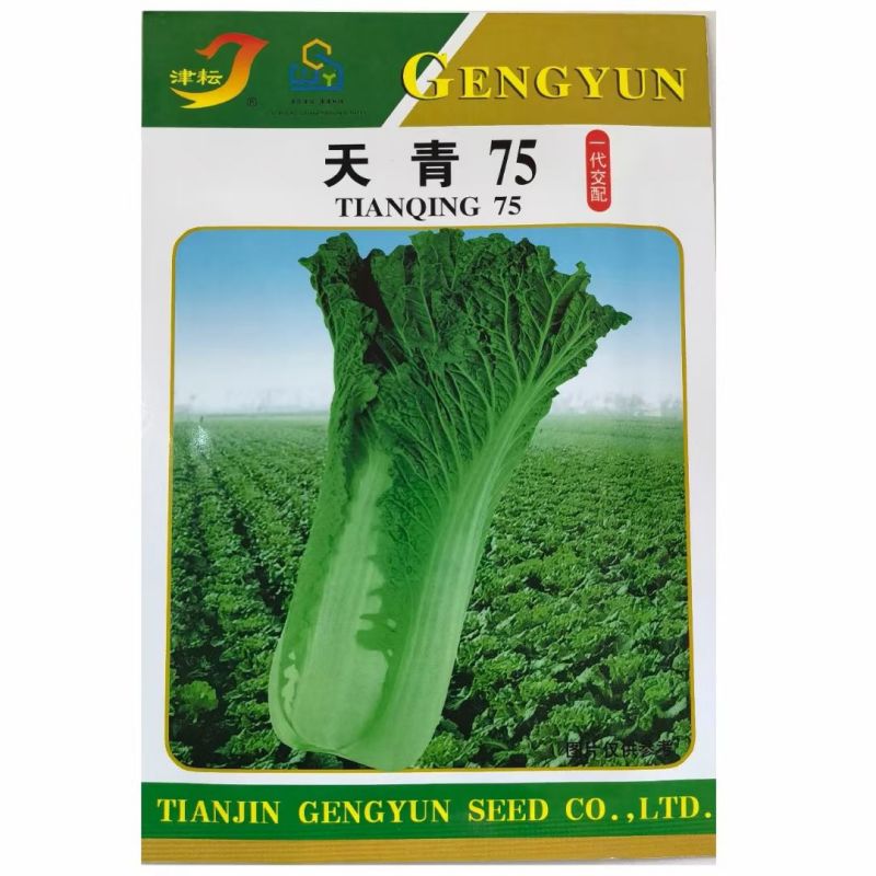 涵洋绿霸结球白菜种籽壮心快生食脆甜火锅菜大白菜种子耐寒