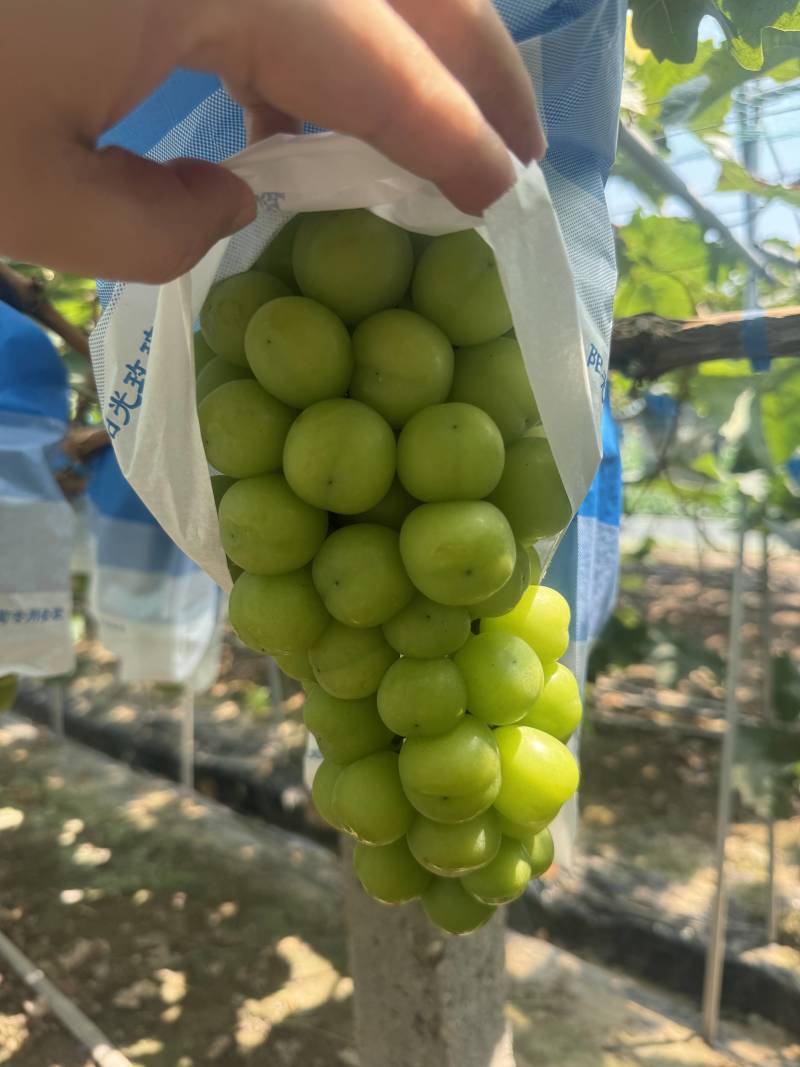 湖北阳光玫瑰大量上市，可市场批发，电商一件代发