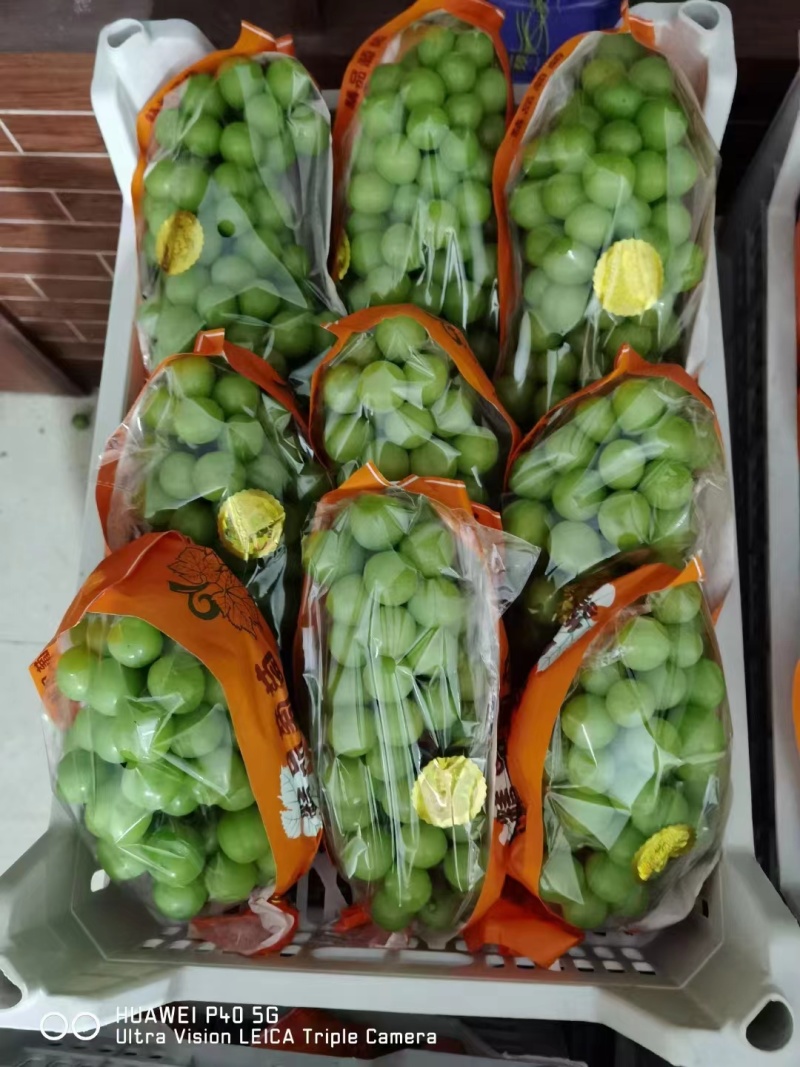 湖北阳光玫瑰大量上市，可市场批发，电商一件代发