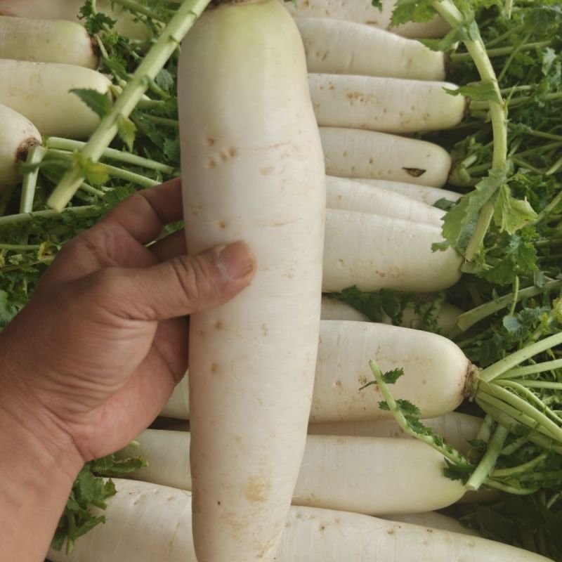 短叶13号白萝卜种子夏季耐热菜种耐高温蔬菜种籽