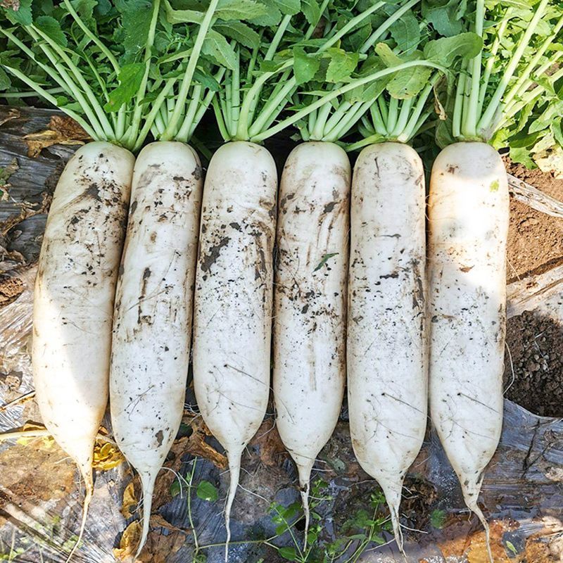 短叶13号白萝卜种子夏季耐热菜种耐高温蔬菜种籽