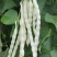 压塌架九粒白芸豆种子高产农家四季蔬菜种籽子
