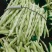 压塌架九粒白芸豆种子高产农家四季蔬菜种籽子