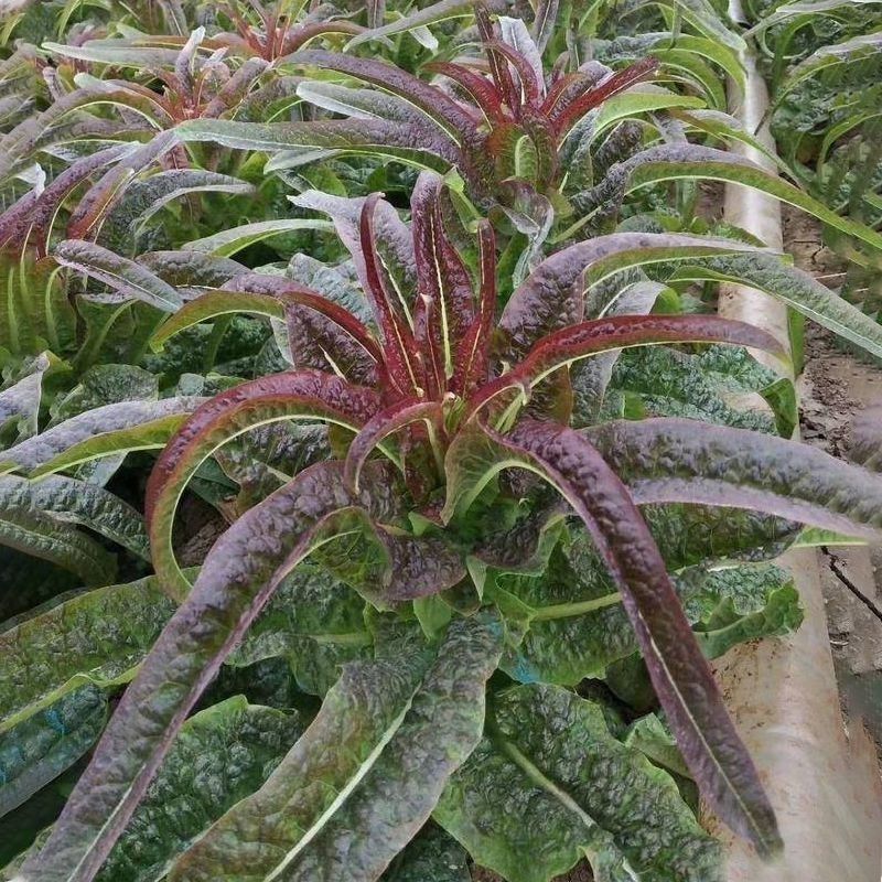 桃妃红莴笋种子红皮青笋耐寒莴苣种籽孑秋冬季菜种窝笋四季种