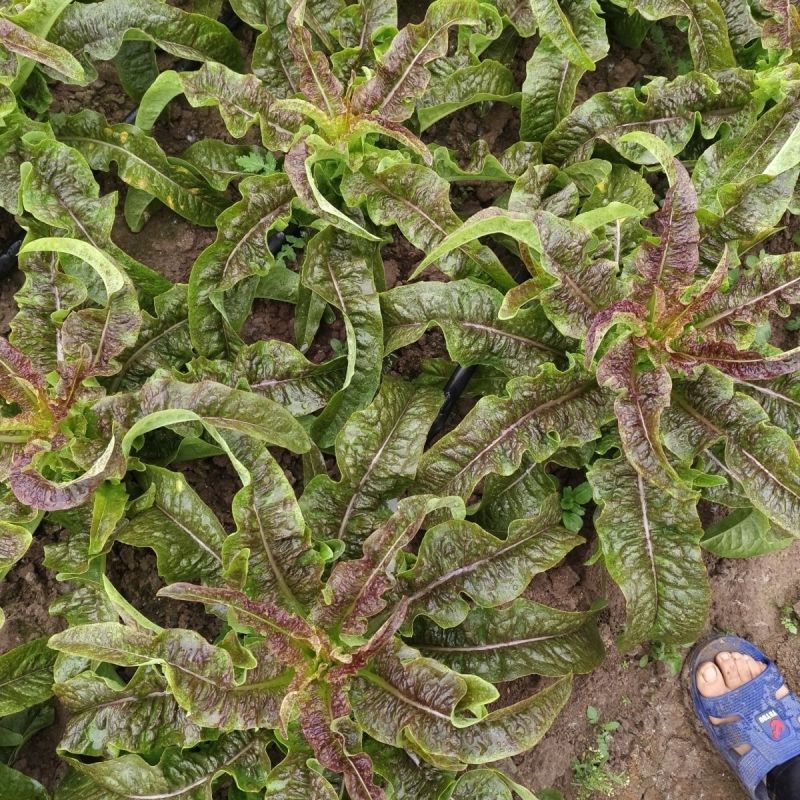 桃妃红莴笋种子红皮青笋耐寒莴苣种籽孑秋冬季菜种窝笋四季种