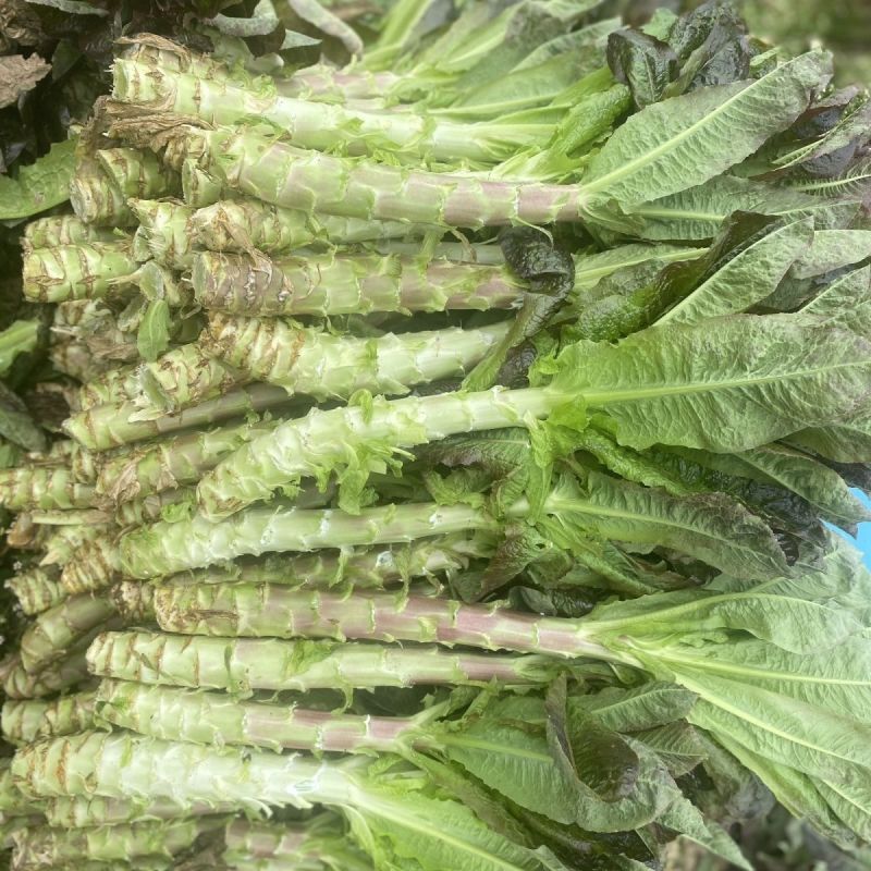 桃妃红莴笋种子红皮青笋耐寒莴苣种籽孑秋冬季菜种窝笋四季种