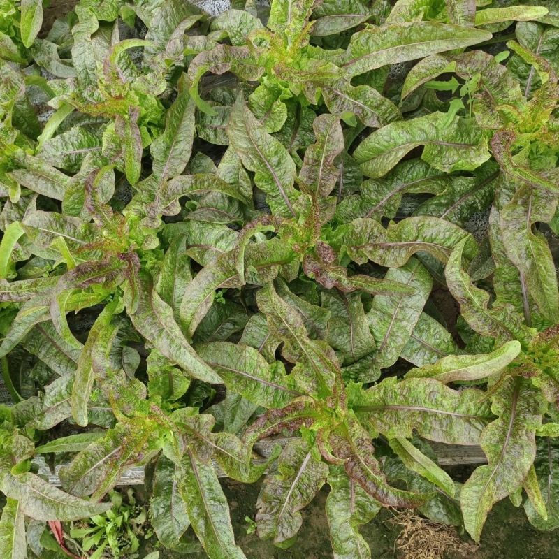 桃妃红莴笋种子红皮青笋耐寒莴苣种籽孑秋冬季菜种窝笋四季种